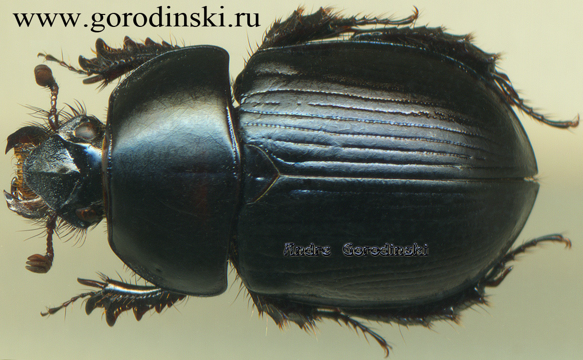 http://www.gorodinski.ru/geotrupes/Phelotrupes laevifrons.jpg